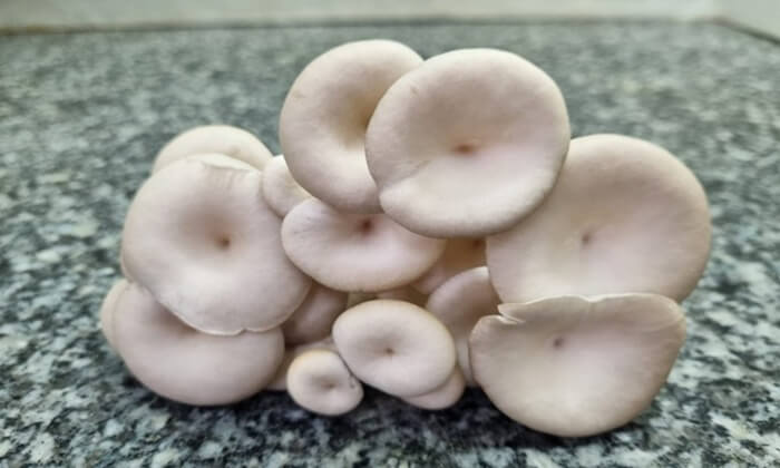 Unila pesquisa substrato para cultivo sustentável de cogumelos