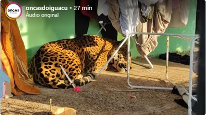 Nova chance para Tape’ỹ