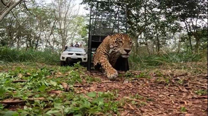 Onça-pintada resgatada nas ruas de Foz é solta no Parque Nacional do Iguaçu