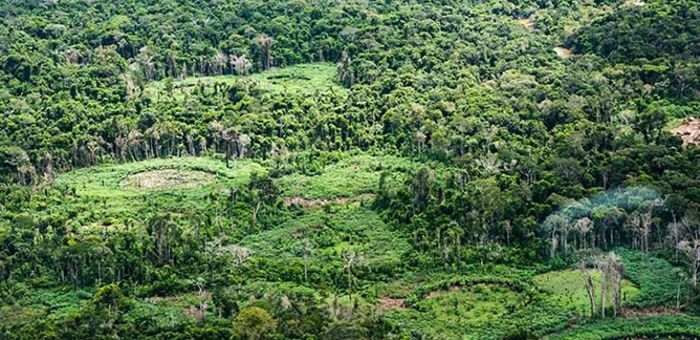 Amazônia: indígenas catalogam espécies para proteger biodiversidade